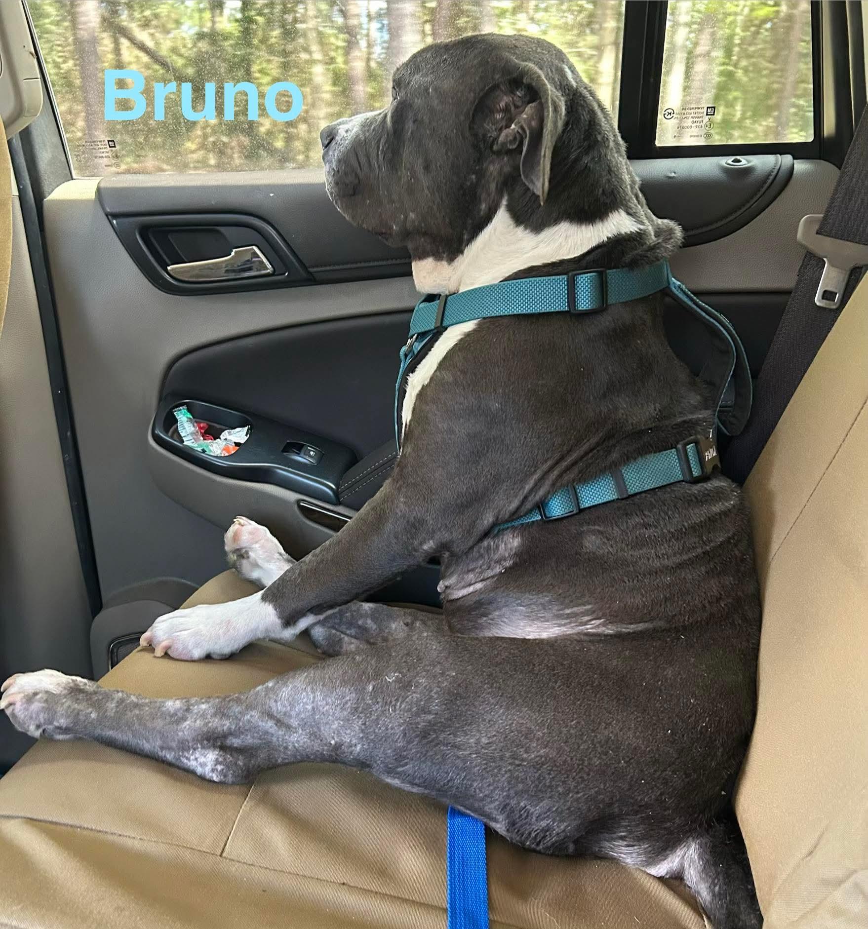 Enlarge BRUNO, a ADOPTABLE mixed breed in Madisonville, LA image 2/6