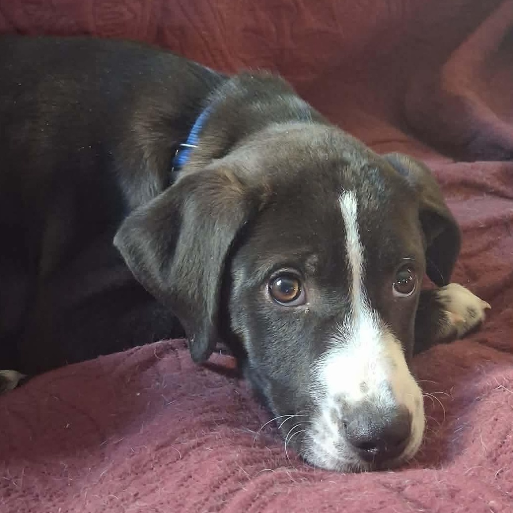 Enlarge Ricky, a ADOPTABLE mixed breed in Rochester, NY image 2/6