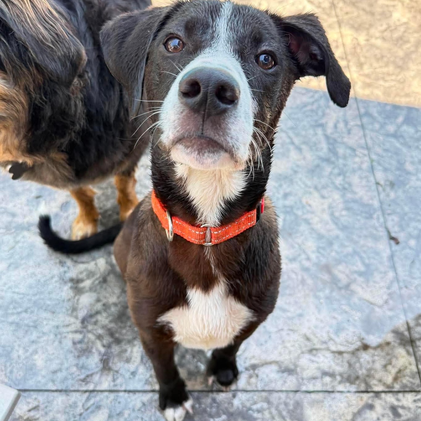 Buddy, a ADOPTABLE mixed breed in Rochester, NY image 3/6