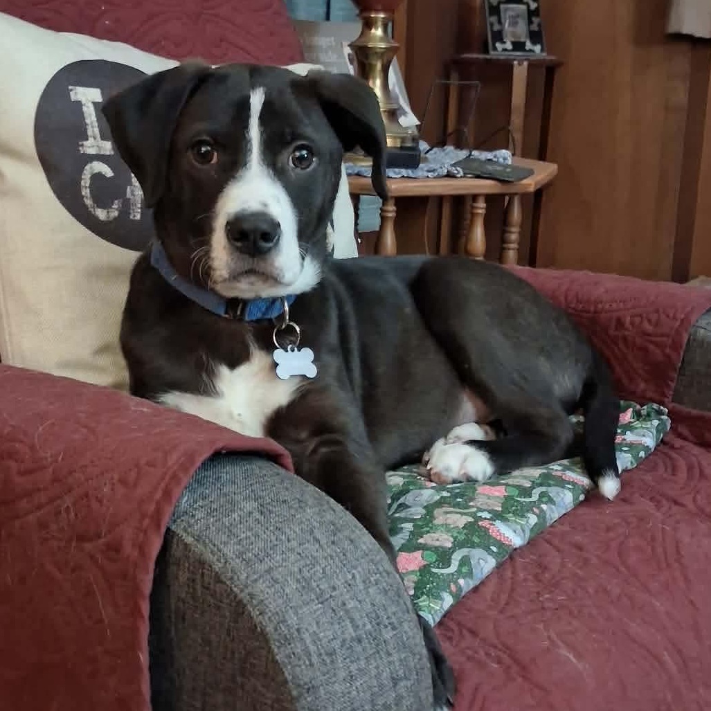 Ricky, ADOPTABLE, Puppy Male Labrador Retriever & Hound.