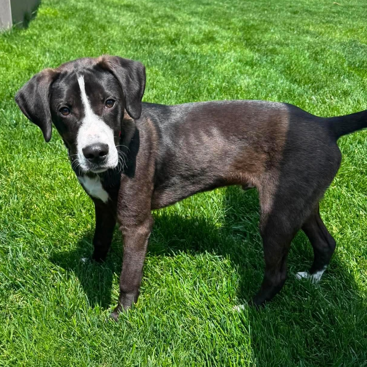 Buddy, a ADOPTABLE mixed breed in Rochester, NY image 4/6