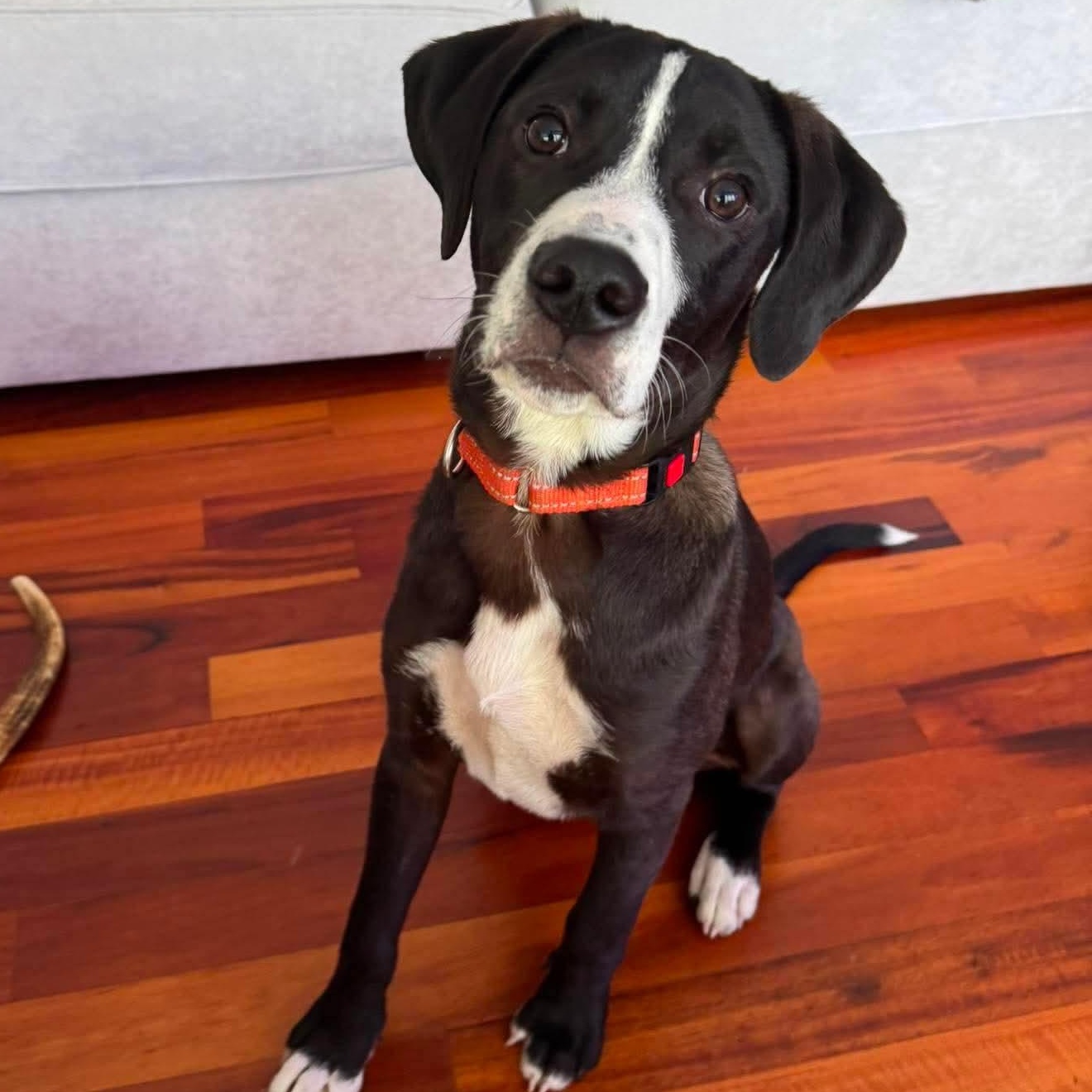 Buddy, a ADOPTABLE mixed breed in Rochester, NY image 1/6