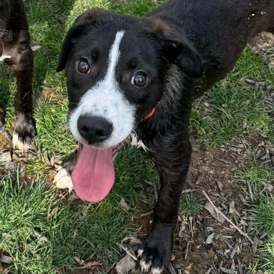 Ricky, ADOPTABLE, Puppy Male Labrador Retriever & Hound.