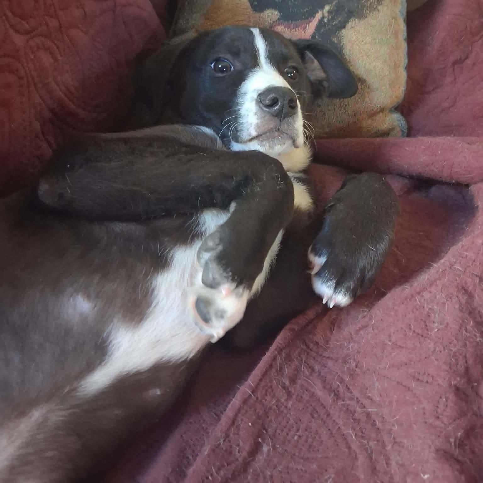 Enlarge Ricky, a ADOPTABLE mixed breed in Rochester, NY image 4/6