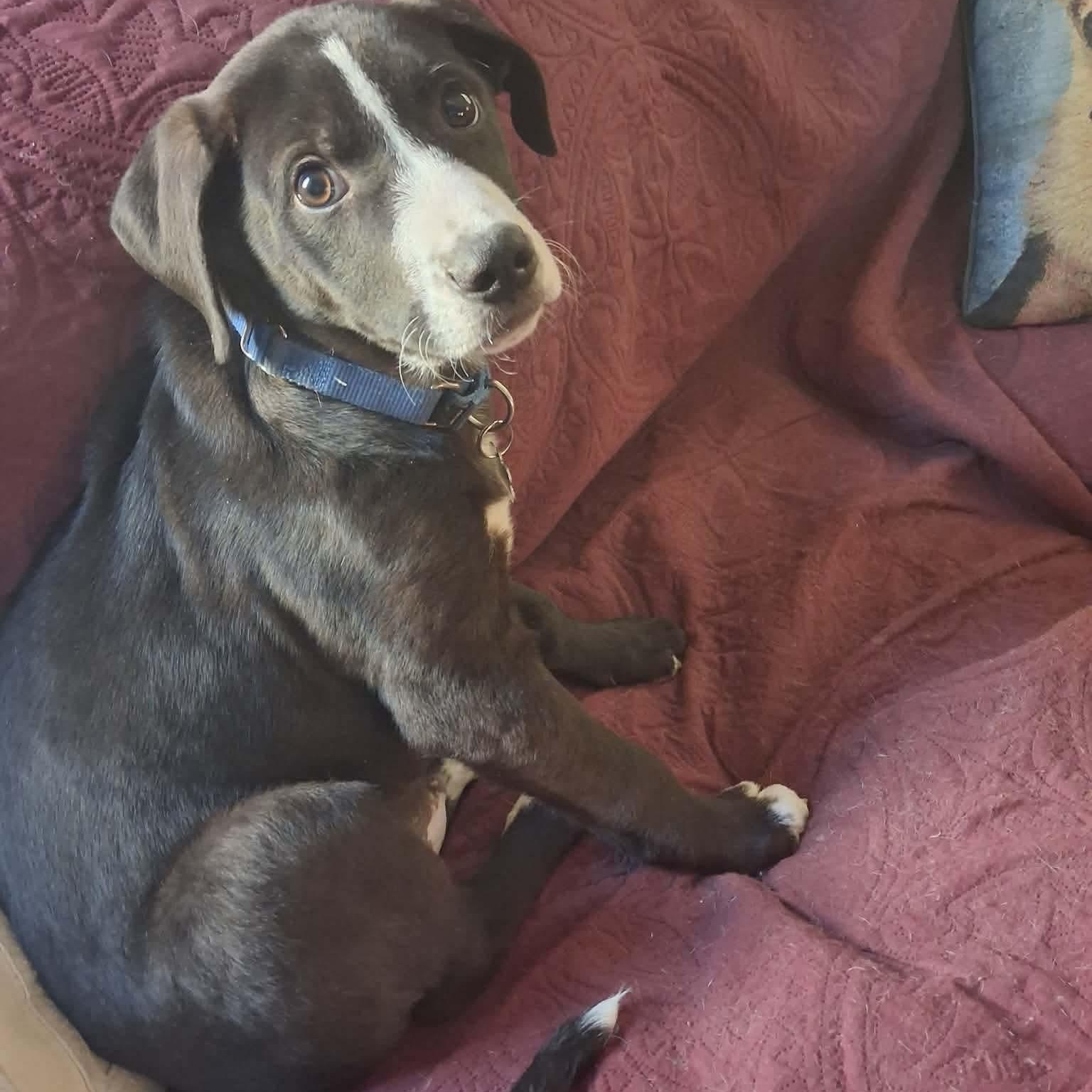 Enlarge Ricky, a ADOPTABLE mixed breed in Rochester, NY image 3/6