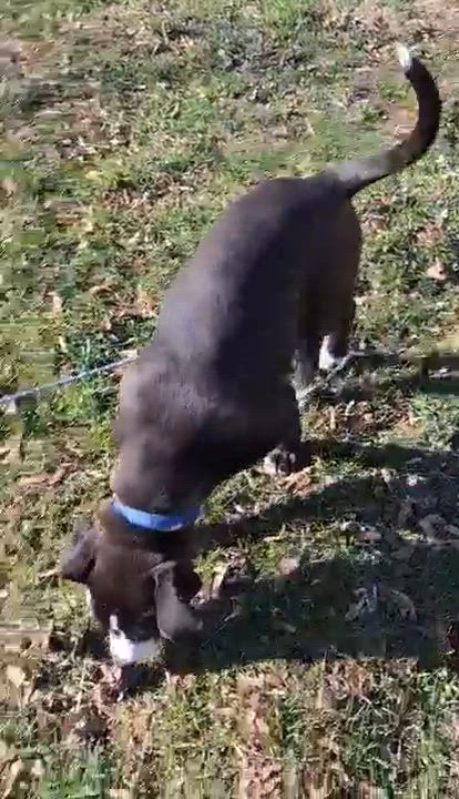 Enlarge Ricky, a ADOPTABLE mixed breed in Rochester, NY video 5/6