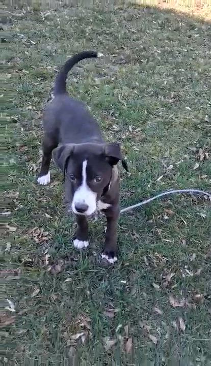 Enlarge Ricky, a ADOPTABLE mixed breed in Rochester, NY video 6/6