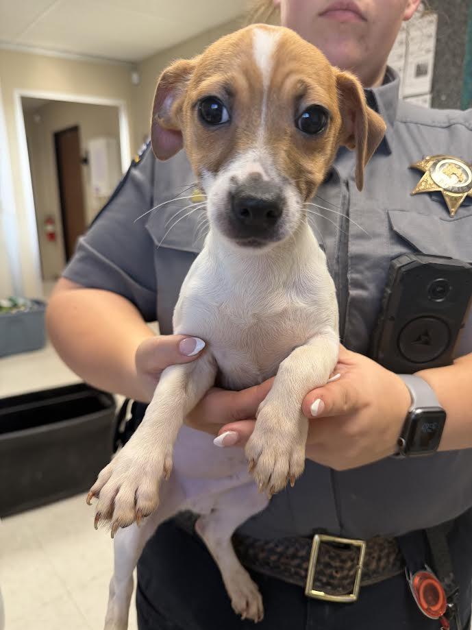 Turbo, adopted, Young Male Rat Terrier.