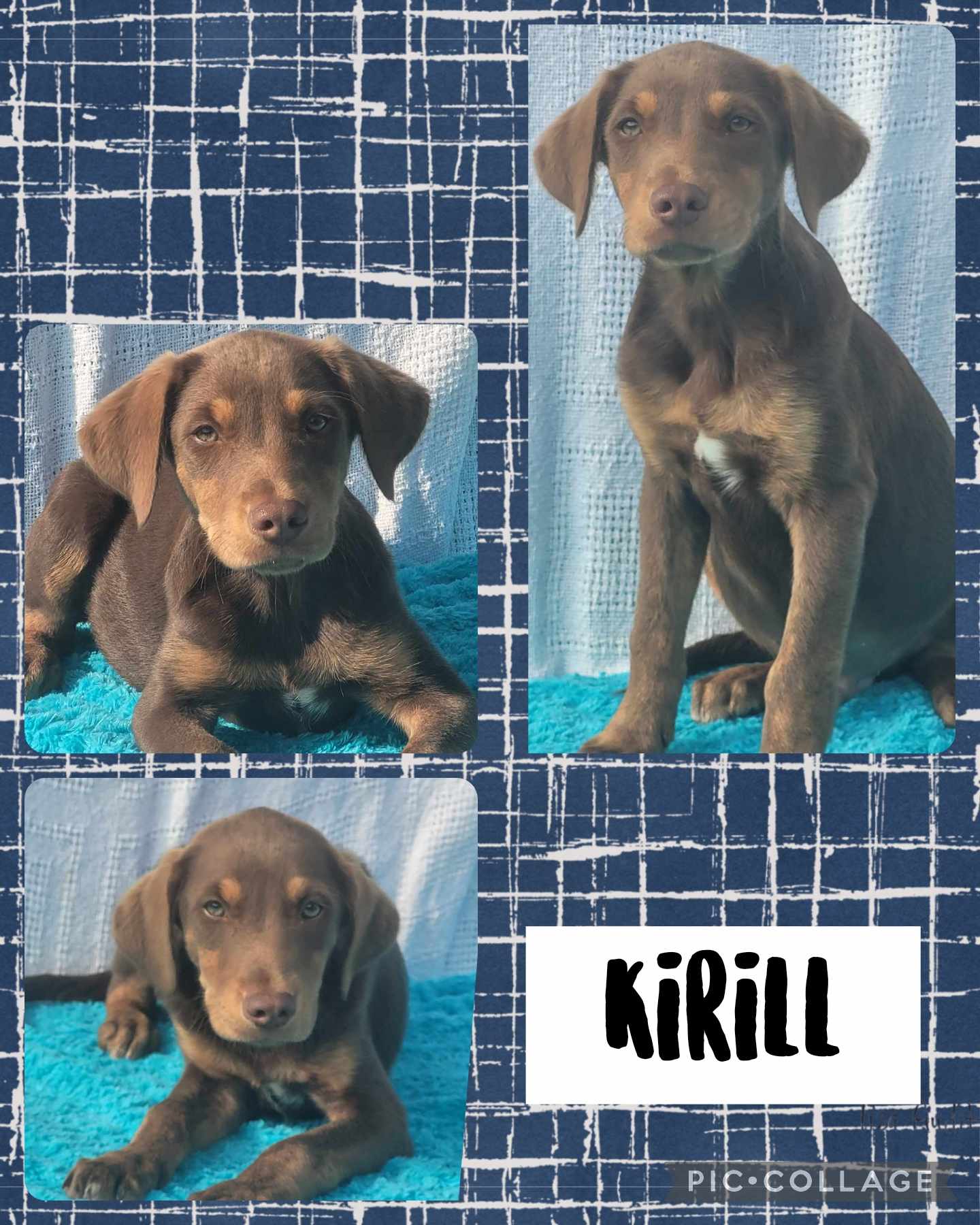 Kirill, an adopted Australian Shepherd & Catahoula Leopard Dog Mix in Tylertown, MS_image-1