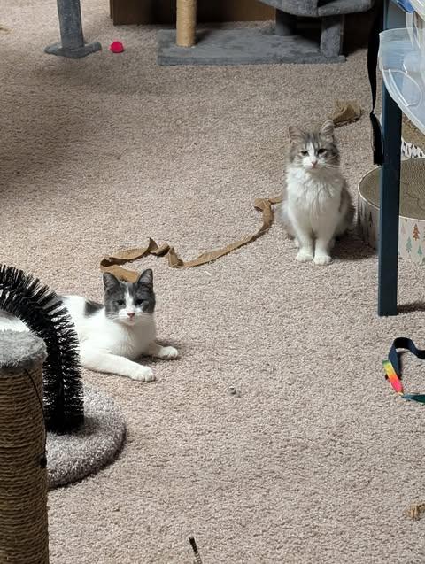 Enlarge Duke and Daisy, a ADOPTABLE mixed breed in East Lansing, MI image 2/6