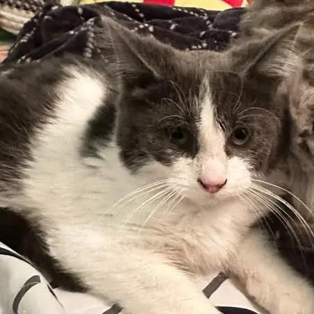 Enlarge Duke, a ADOPTABLE mixed breed in East Lansing, MI image 2/3