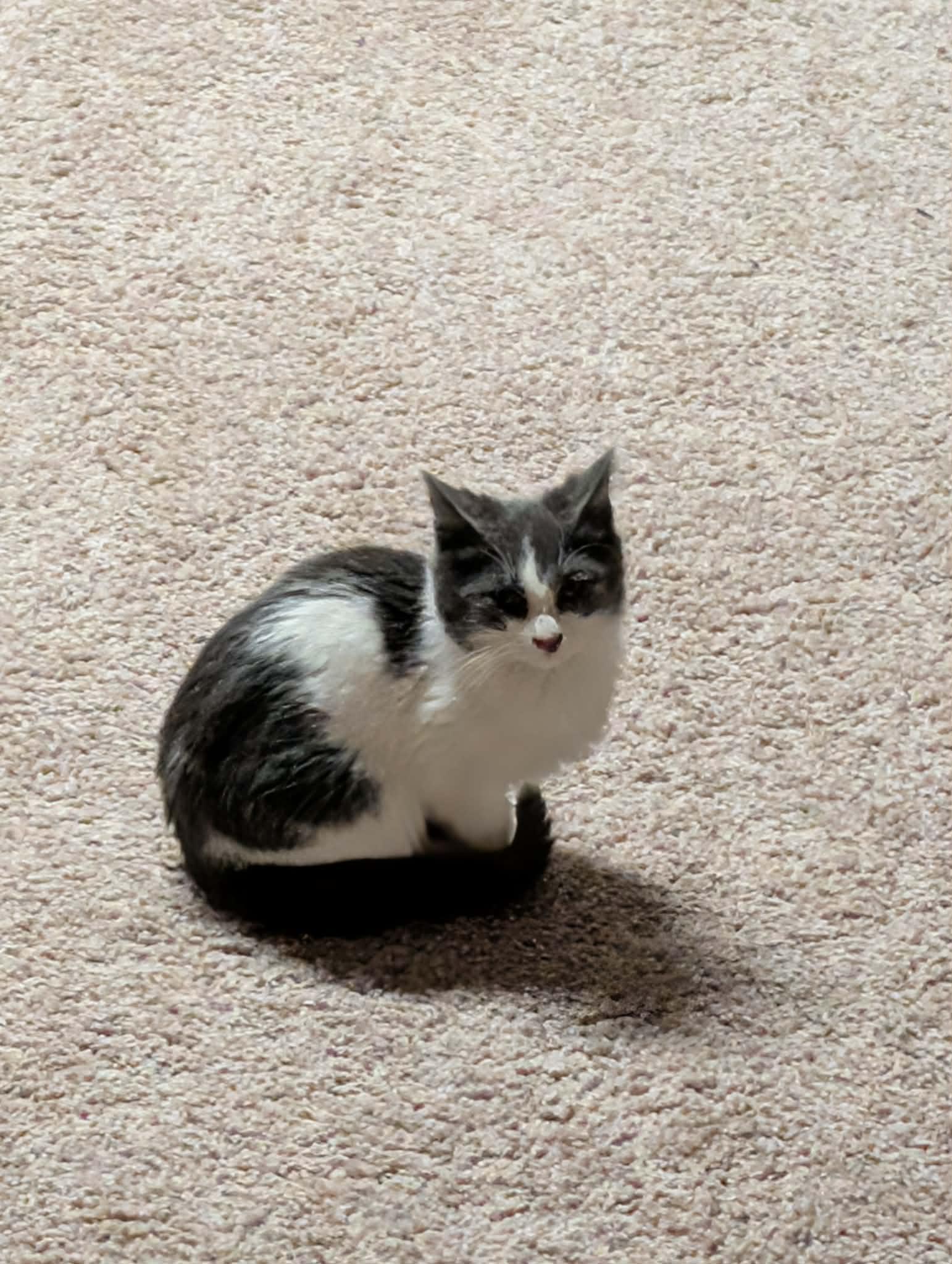 Enlarge Duke, a ADOPTABLE mixed breed in East Lansing, MI image 3/3