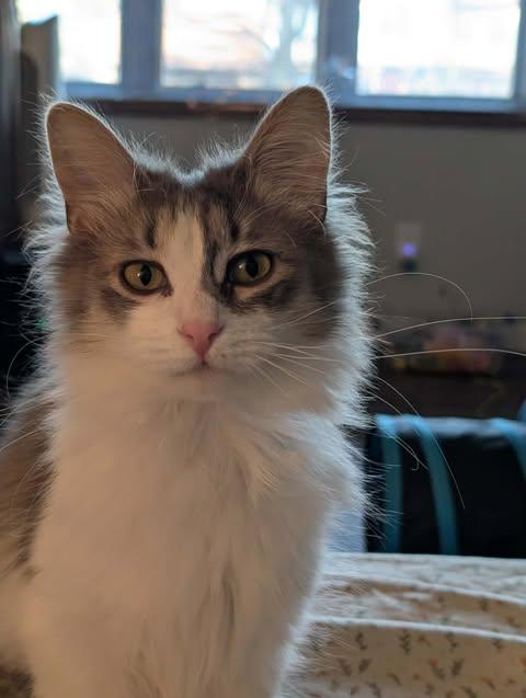 Enlarge Duke and Daisy, a ADOPTABLE mixed breed in East Lansing, MI image 5/6