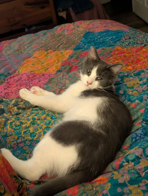 Enlarge Duke and Daisy, a ADOPTABLE mixed breed in East Lansing, MI image 6/6