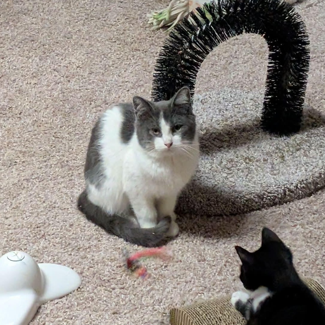 Enlarge Duke, a ADOPTABLE mixed breed in East Lansing, MI image 1/3