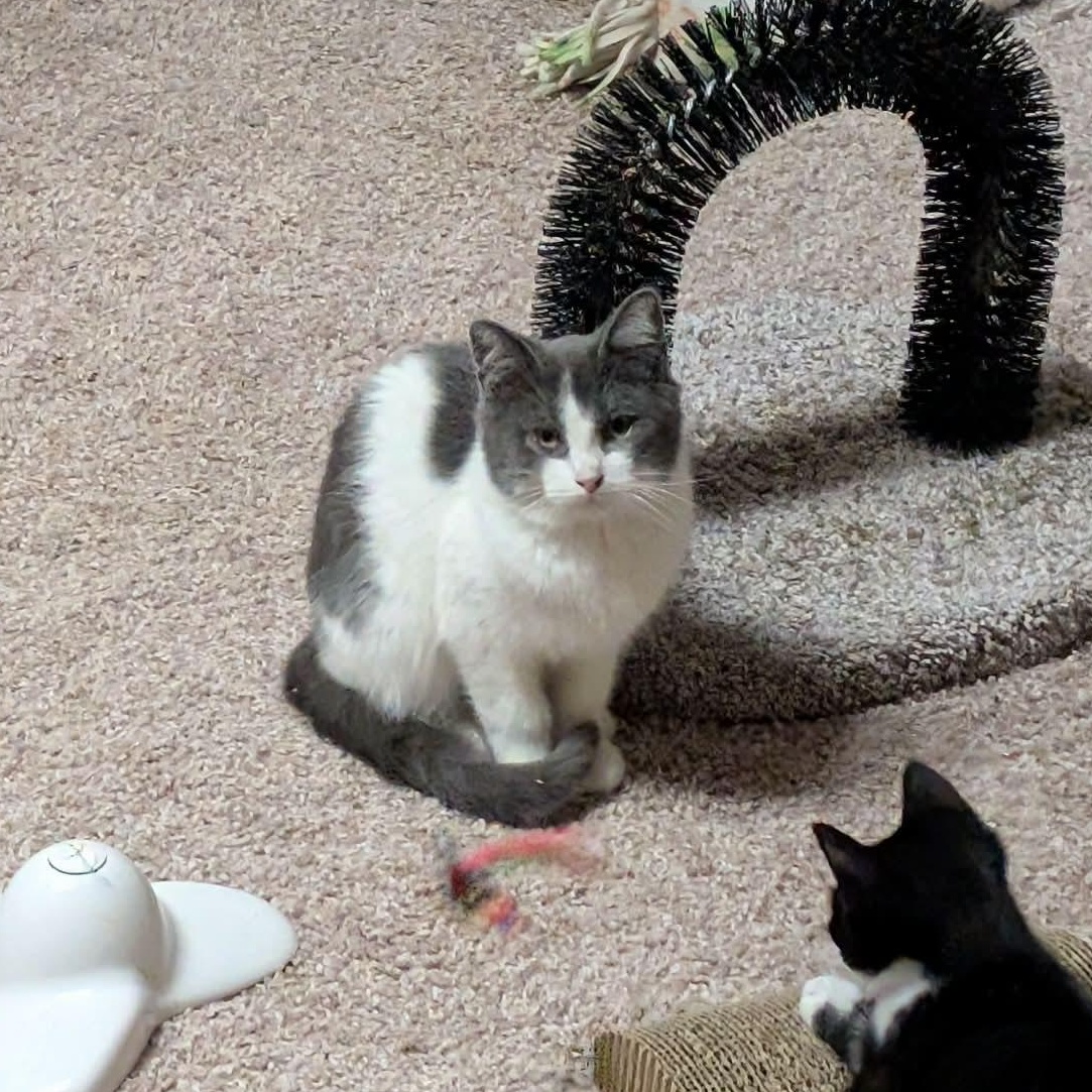 Enlarge Duke, a ADOPTABLE mixed breed in East Lansing, MI image 3/5