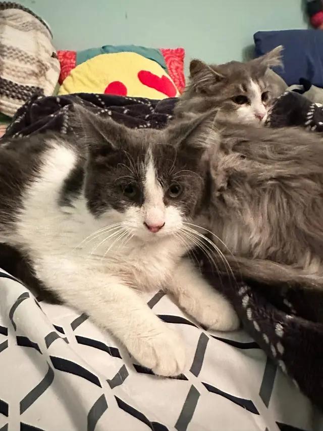 Enlarge Duke and Daisy, a ADOPTABLE mixed breed in East Lansing, MI image 3/6