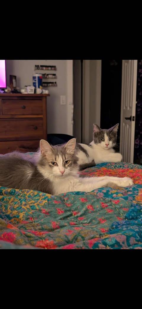 Enlarge Duke and Daisy, a ADOPTABLE mixed breed in East Lansing, MI image 4/6