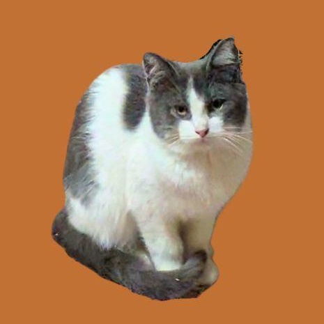 Enlarge Duke, a ADOPTABLE mixed breed in East Lansing, MI image 2/5