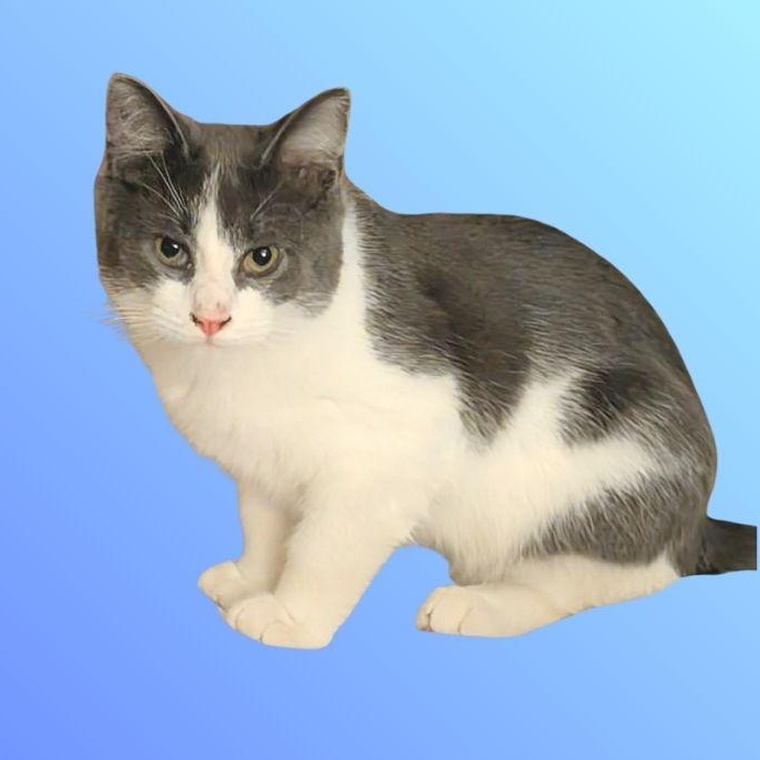 Duke, ADOPTABLE, Young Male Domestic Medium Hair.