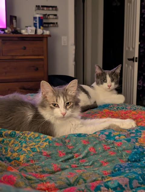 Duke and Daisy, ADOPTABLE, Young Male Domestic Medium Hair.