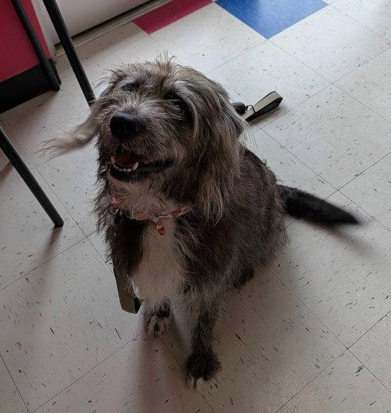 Enlarge Rachel, a Adoptable mixed breed in Charlotte, NC image 1/3