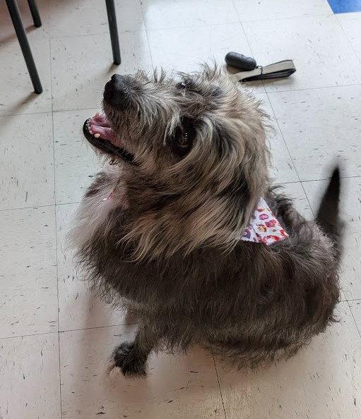 Enlarge Rachel, a Adoptable mixed breed in Charlotte, NC image 2/3