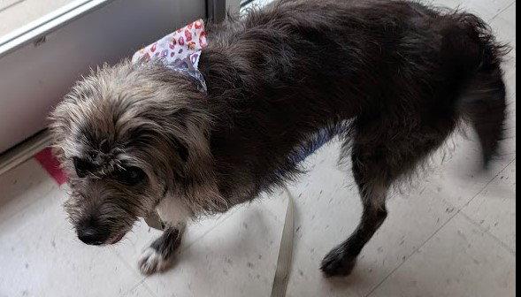 Enlarge Rachel, a Adoptable mixed breed in Charlotte, NC image 3/3
