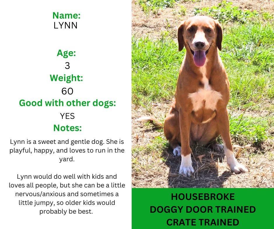 Lynn, an adopted mixed breed in Keene, NH image 3/3