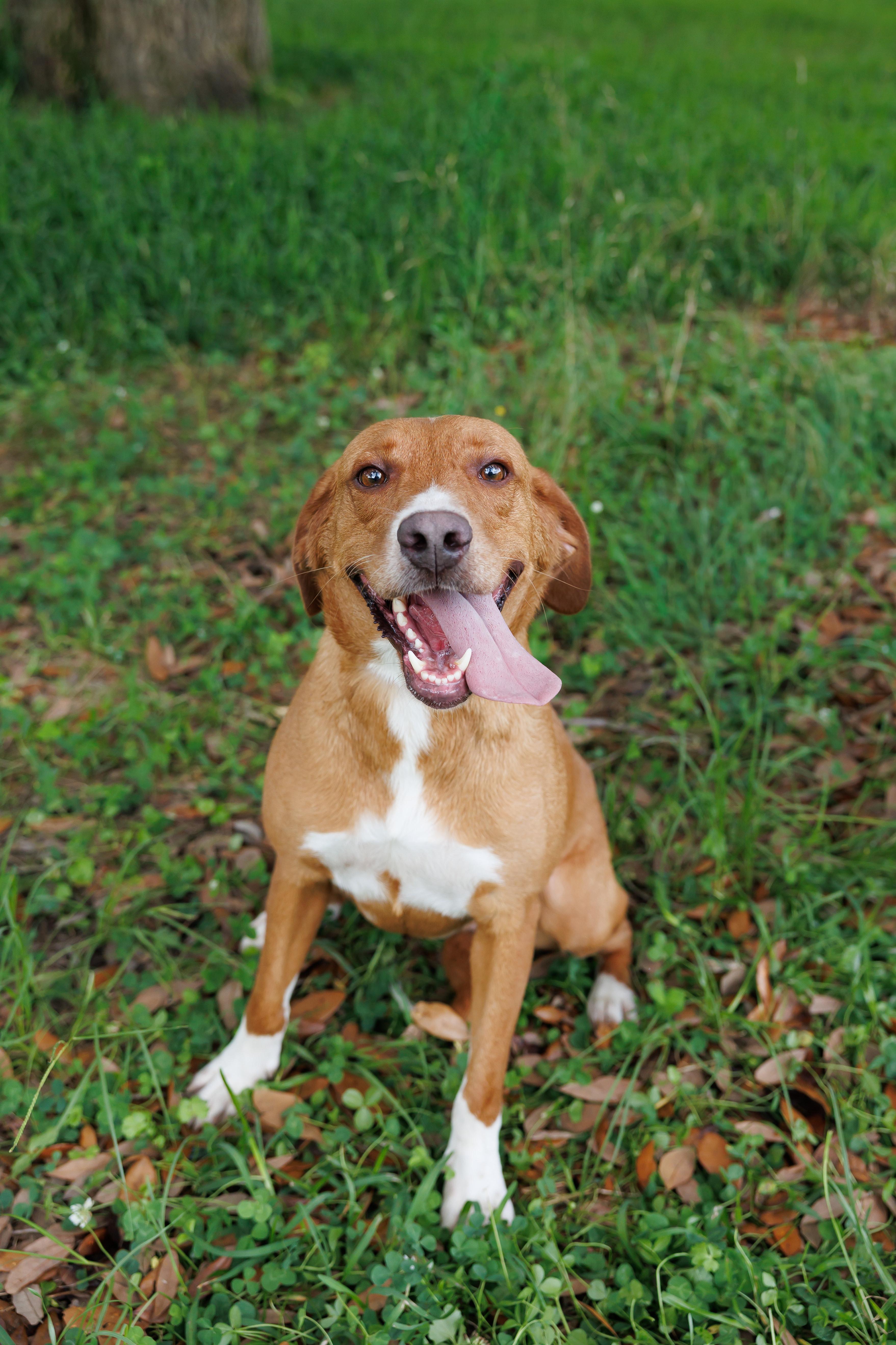 Lynn, adopted, Adult Female Labrador Retriever.
