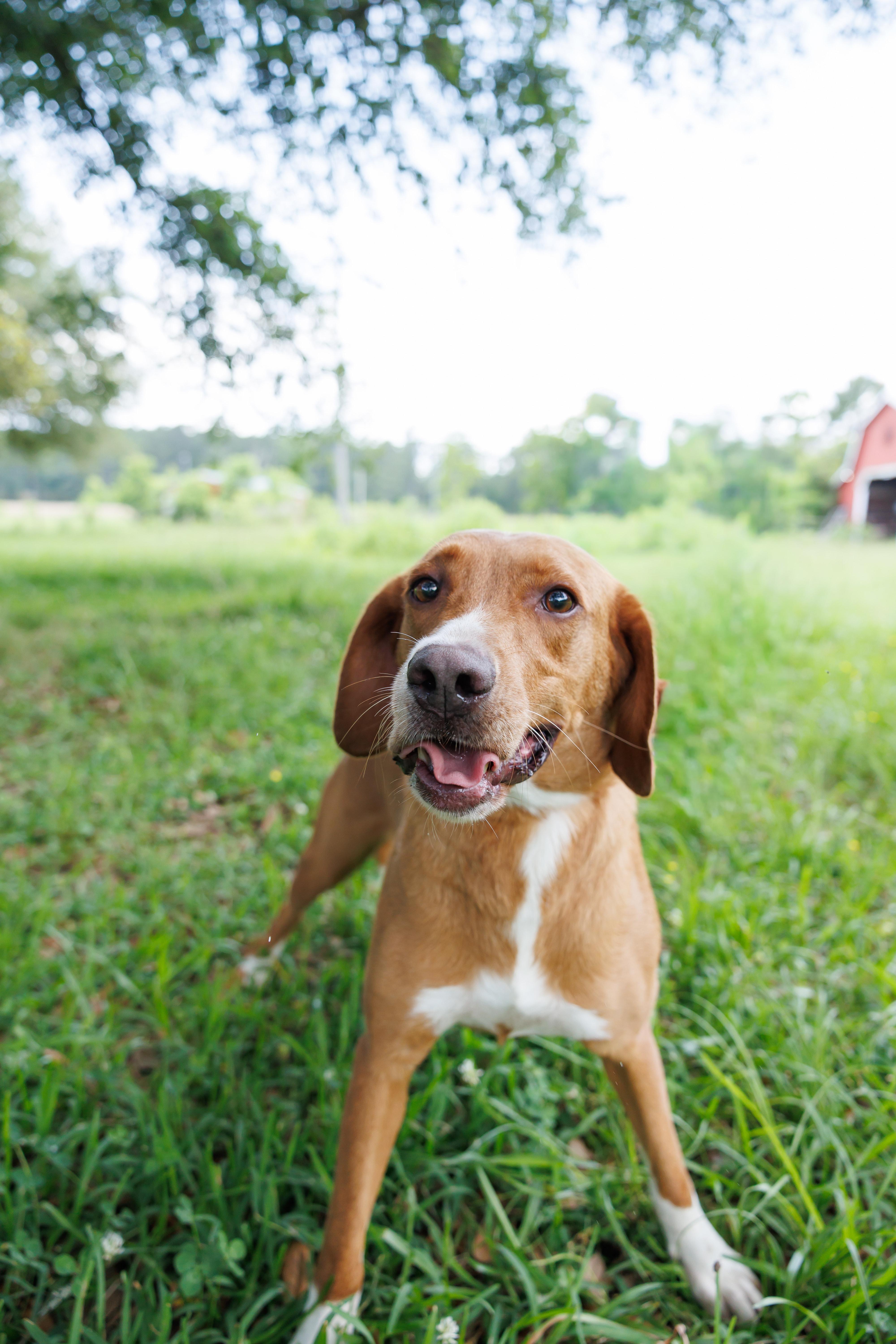 Lynn, an adopted mixed breed in Keene, NH image 2/3