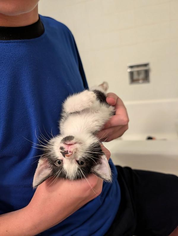 Nordica, Adoptable, Kitten Female Domestic Short Hair.