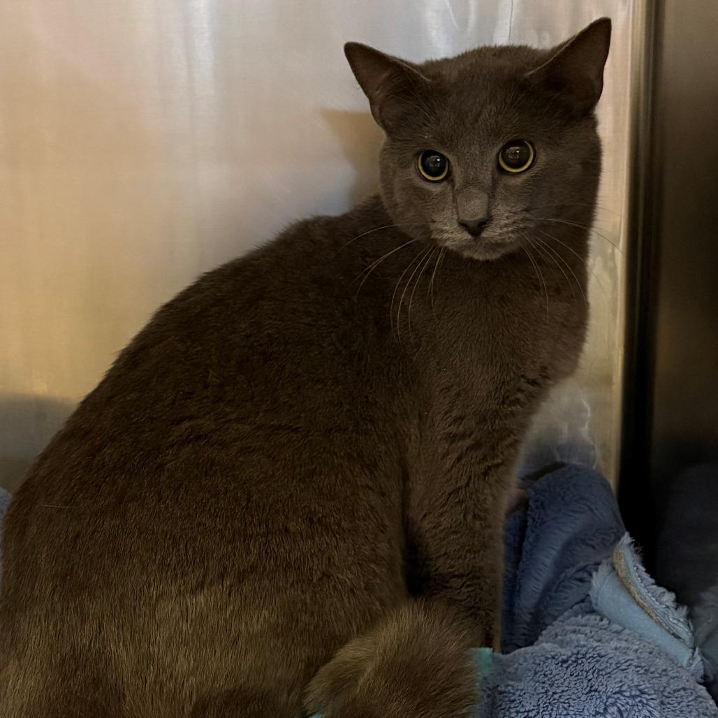 Thomas, Adoptable, Young Male Domestic Short Hair.