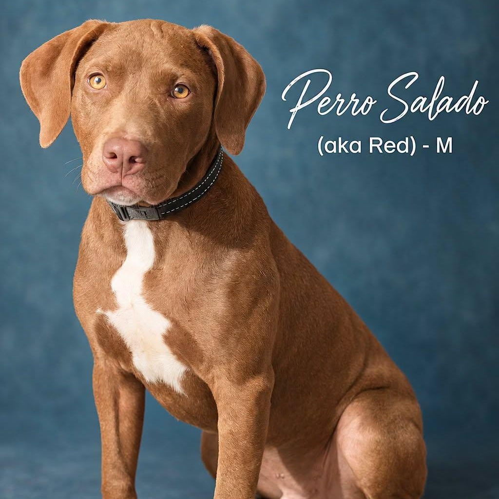 PERRO SALADO, Adoptable, Puppy Male Redbone Coonhound.