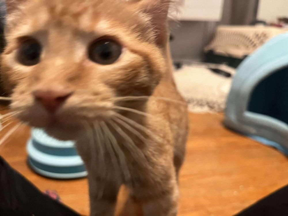 Percy, a Adoptable mixed breed in Lincoln, NE image 1/6