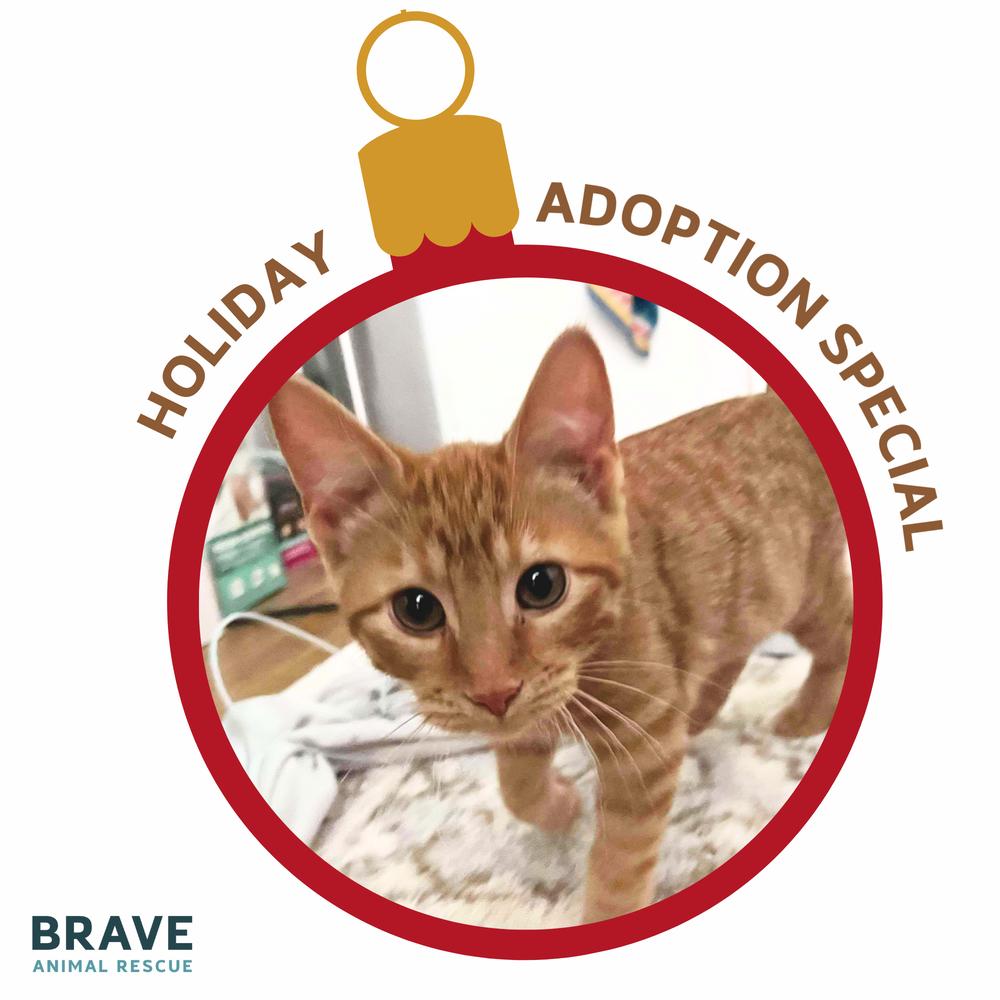 Percy, a Adoptable mixed breed in Lincoln, NE image 2/6