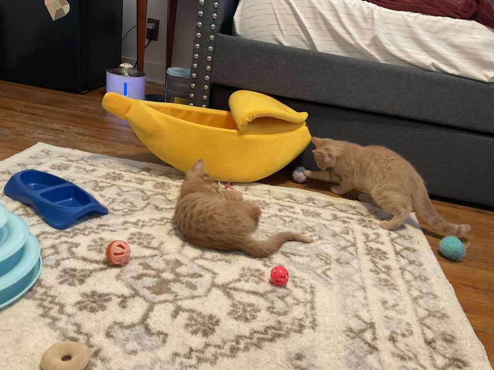 Percy, a Adoptable mixed breed in Lincoln, NE image 4/6