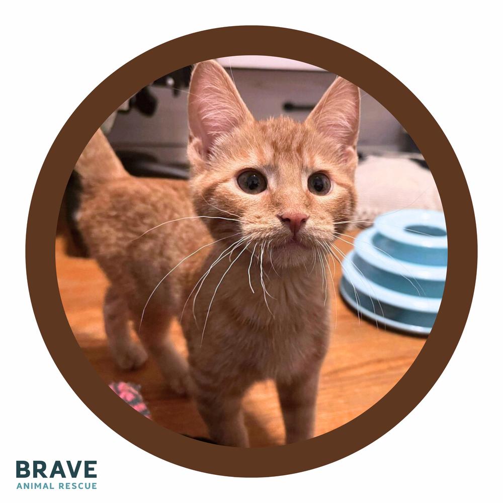 Percy, a Adoptable mixed breed in Lincoln, NE image 5/6