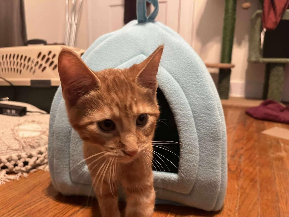 Percy, a Adoptable mixed breed in Lincoln, NE image 6/6