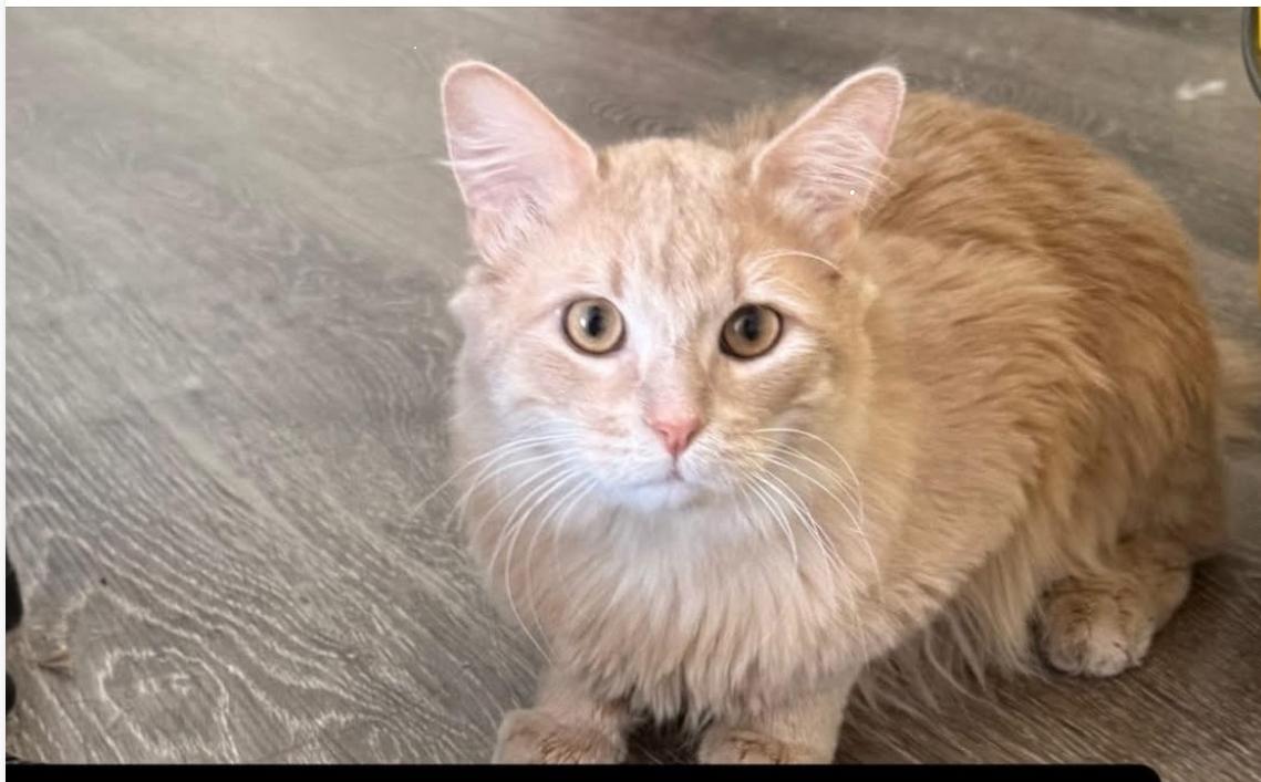 Tuna BONDED with Bunny, a Adoptable mixed breed in Phoenix, AZ image 1/2
