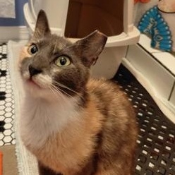 Kaliope
