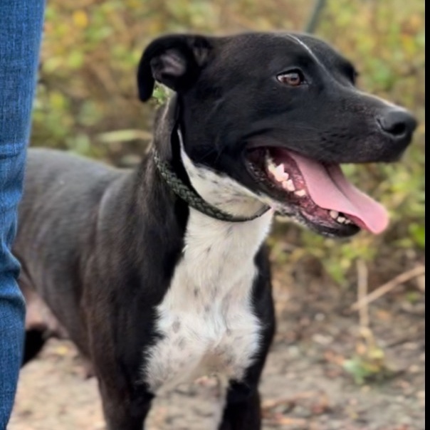 Enlarge Tayla, a Adoptable mixed breed in BRATTLEBORO , VT image 5/6