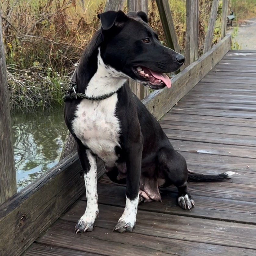 Enlarge Tayla, a Adoptable mixed breed in BRATTLEBORO , VT image 4/6