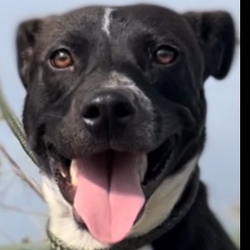 Enlarge Tayla, a Adoptable mixed breed in BRATTLEBORO , VT image 2/6