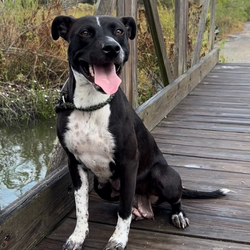 Enlarge Tayla, a Adoptable mixed breed in BRATTLEBORO , VT image 1/6