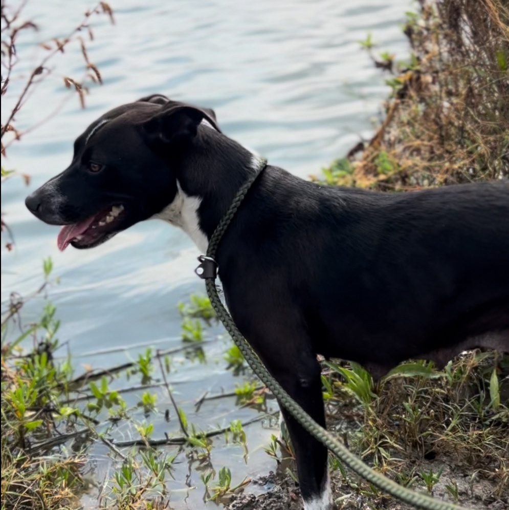Enlarge Tayla, a Adoptable mixed breed in BRATTLEBORO , VT image 3/6