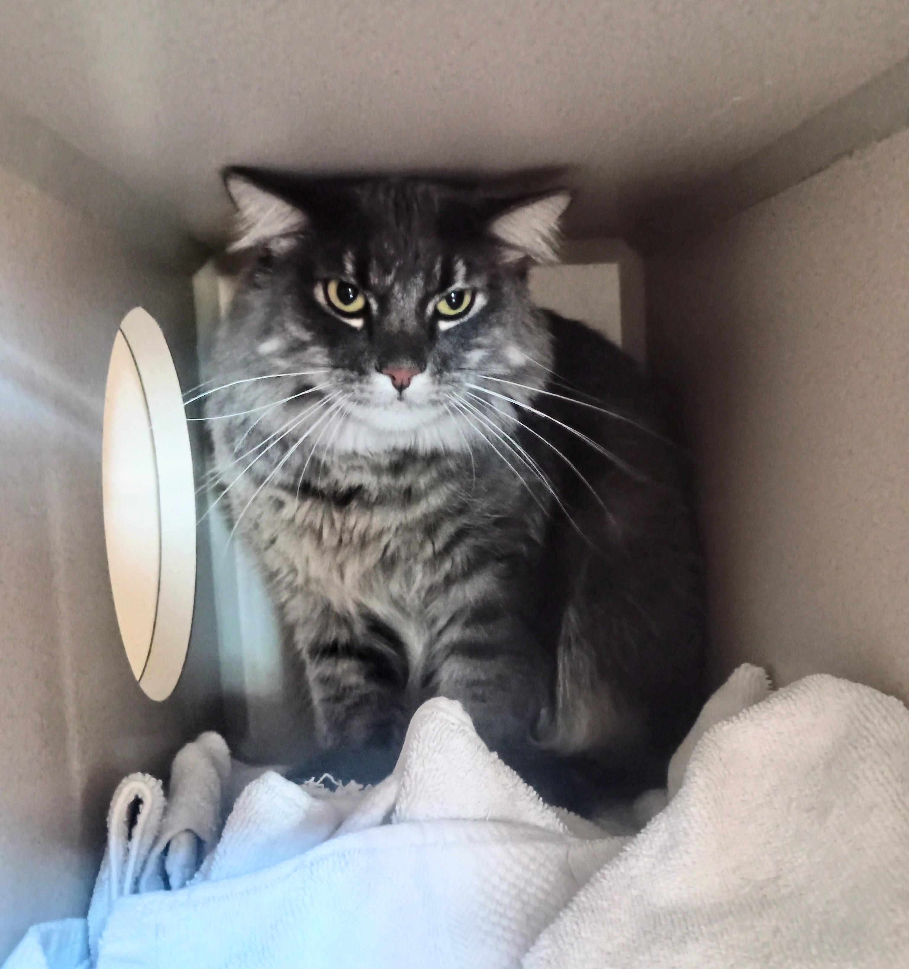 Enlarge Zinc, an adoptable Domestic Medium Hair in Ridgway, CO image 2/3
