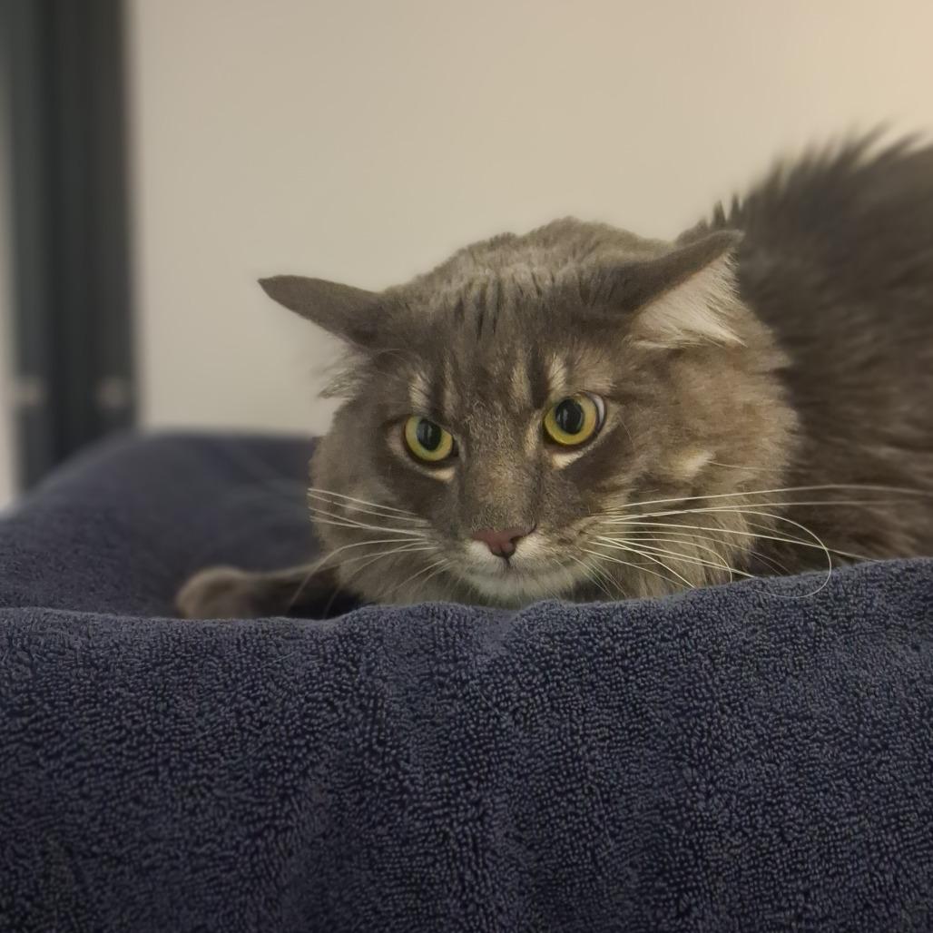 Enlarge Zinc, an adoptable Domestic Medium Hair in Ridgway, CO image 1/3