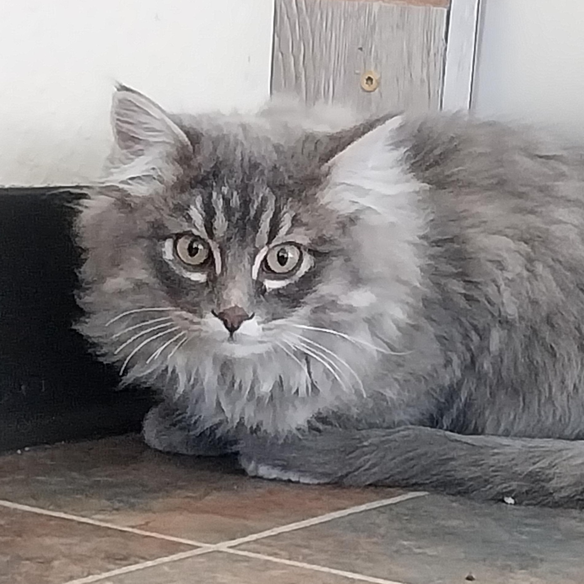 Enlarge Zinc, an adoptable Domestic Medium Hair in Ridgway, CO image 3/3