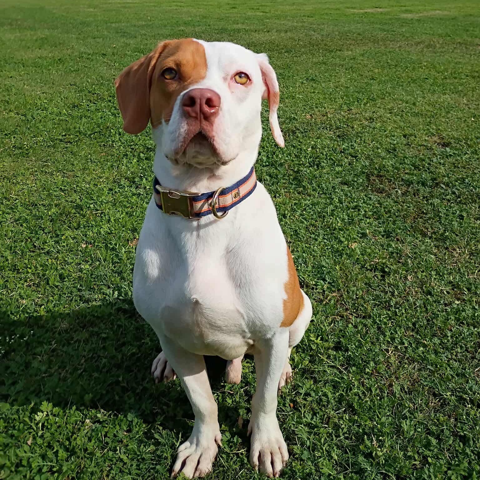 Mitch, a Adoptable mixed breed in Baltimore, MD image 3/6